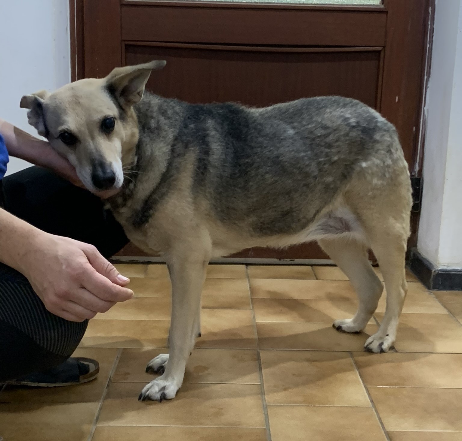 Kera Zorro Dogsavior Dez24 4