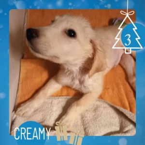 Foto von Hund Creamy