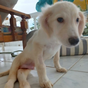 Foto von Hund Creamy