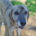 DollyOne Zorro Dogsavior Jan25 Beitragsbild