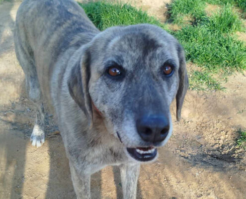 DollyOne Zorro Dogsavior Jan25 Beitragsbild