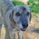 DollyOne Zorro Dogsavior Jan25 Beitragsbild