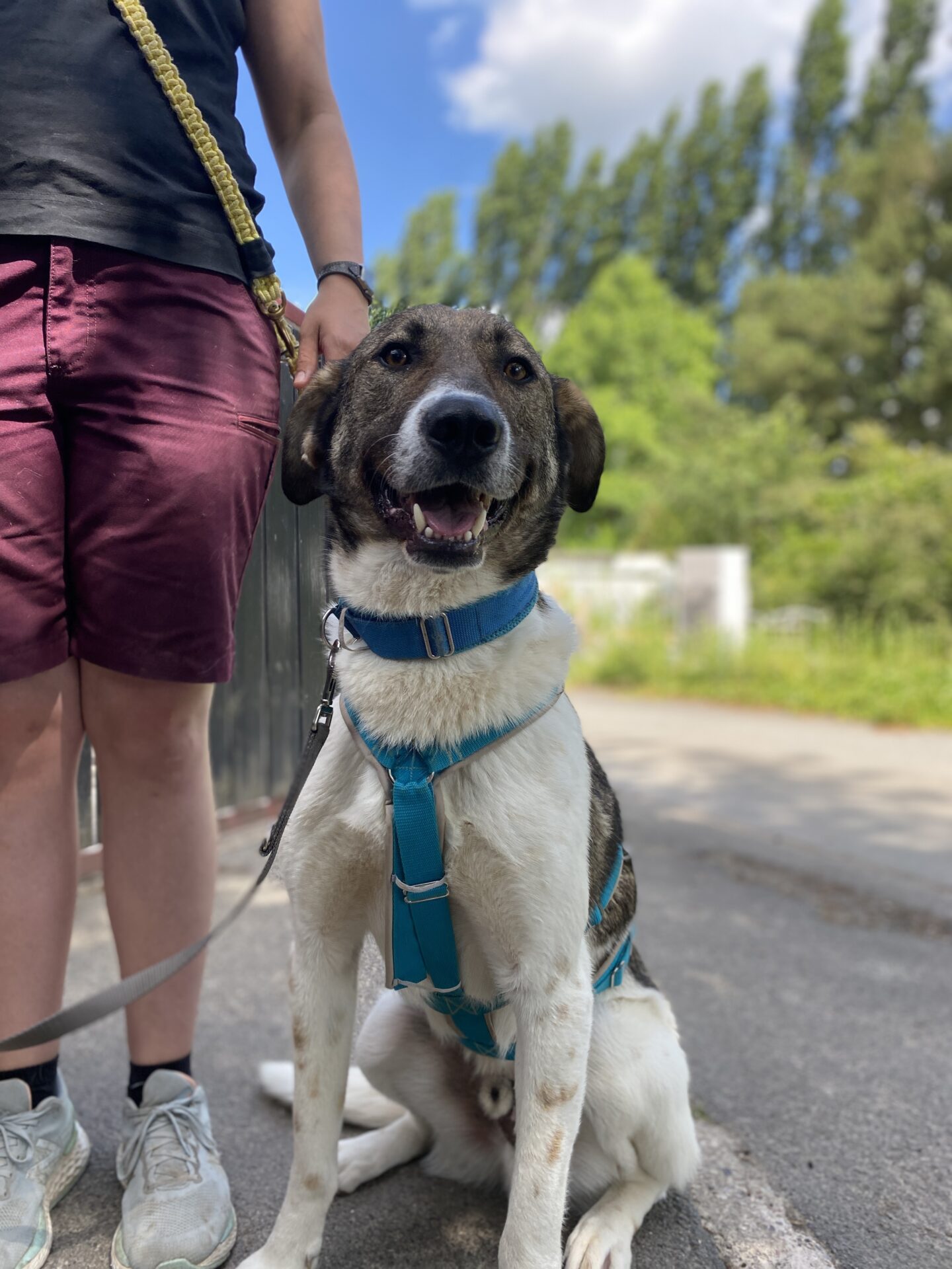 Foto eines Hundes der spaizieren geführt wird