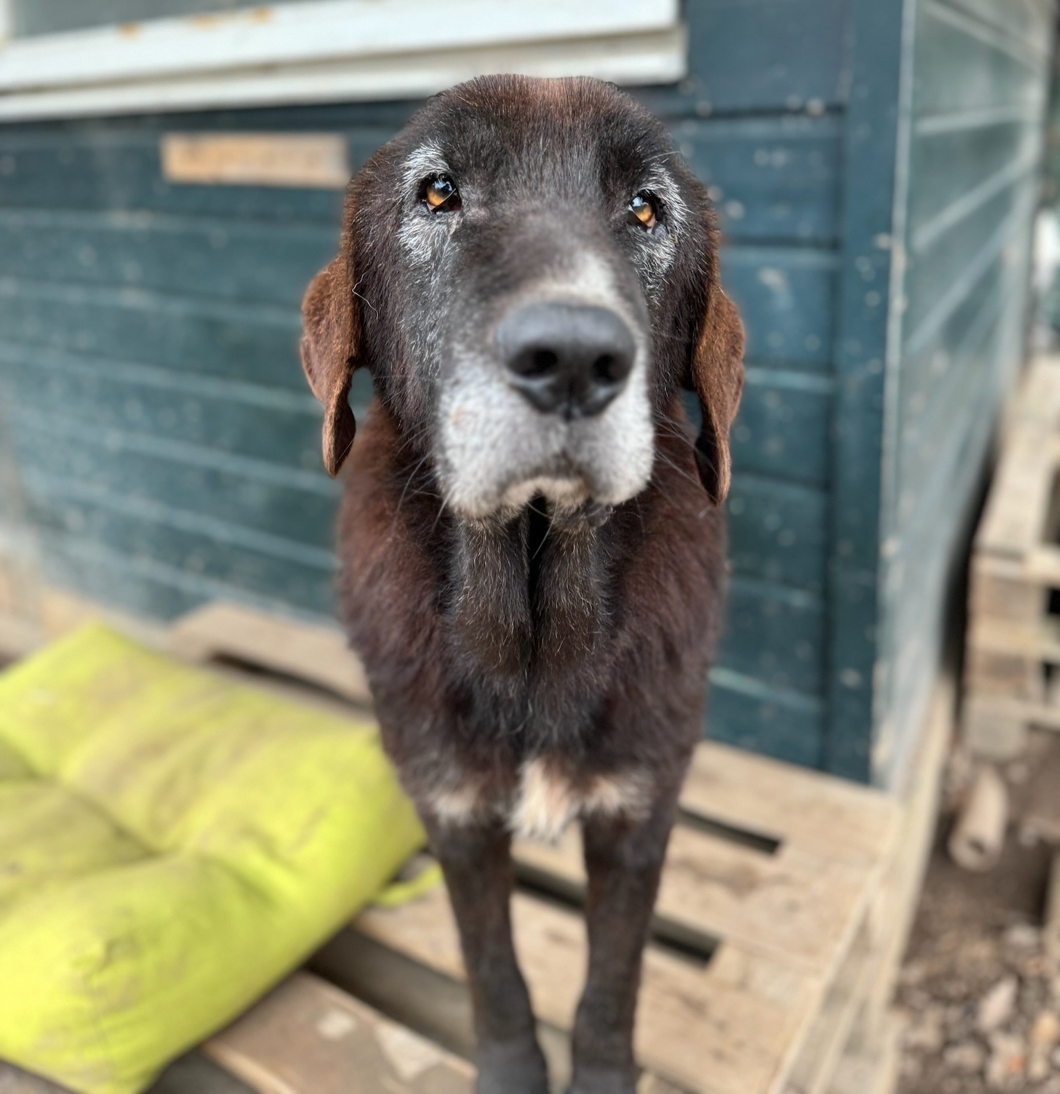 Theo Zorro Dogsavior Dez24 1