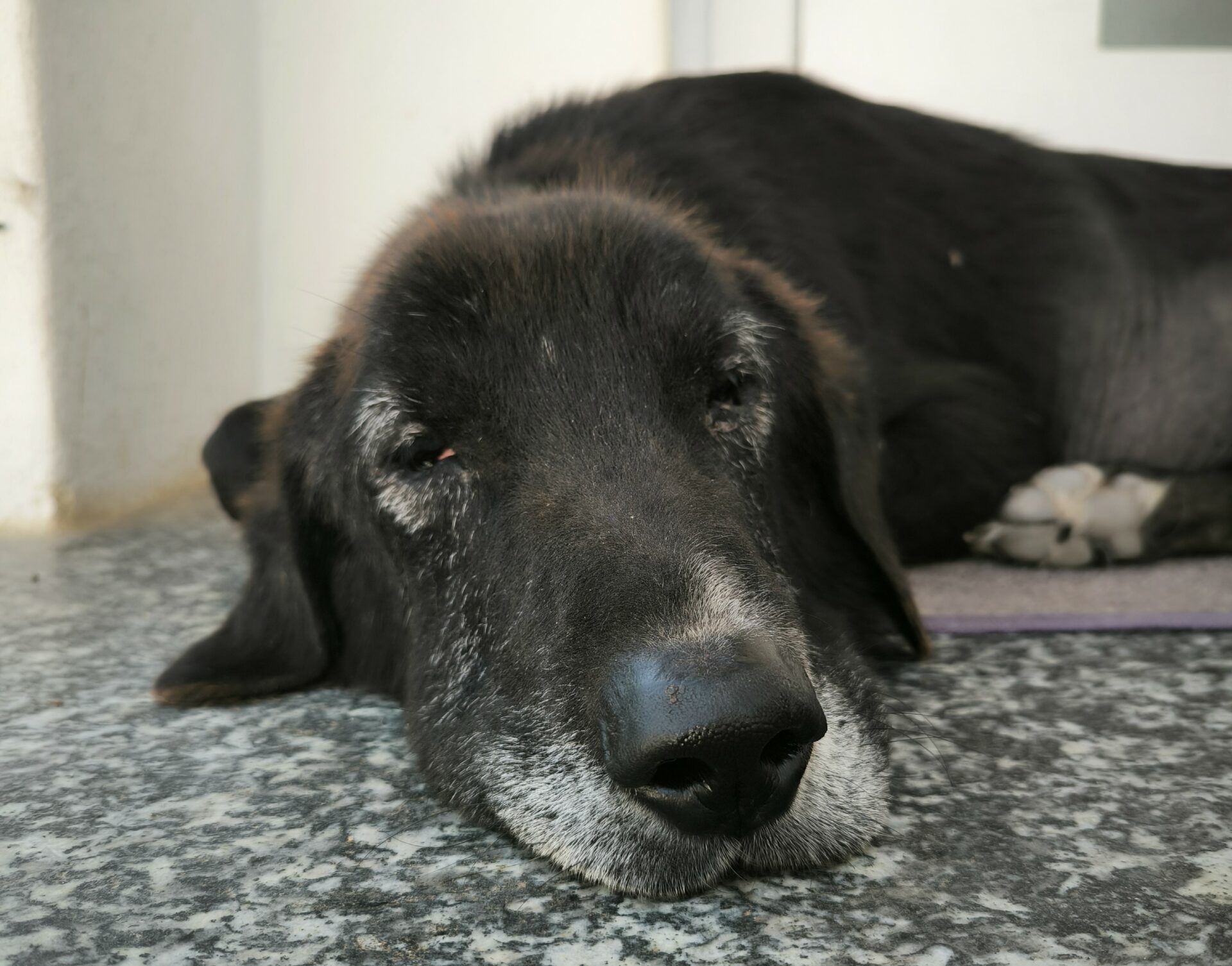Theo Zorro Dogsavior Dez24 3