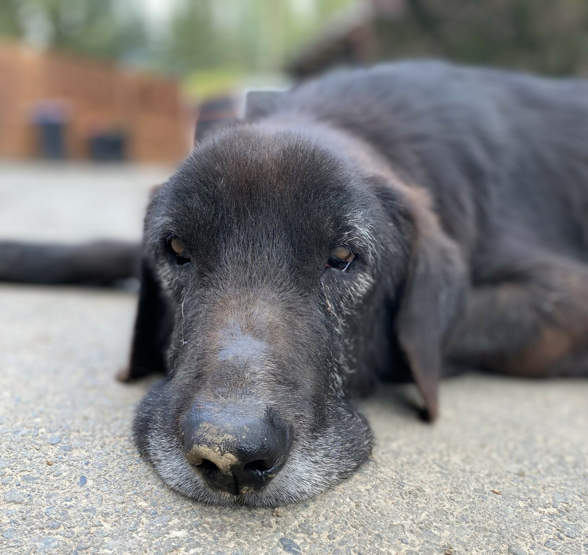 Theo Zorro Dogsavior Dez24 4