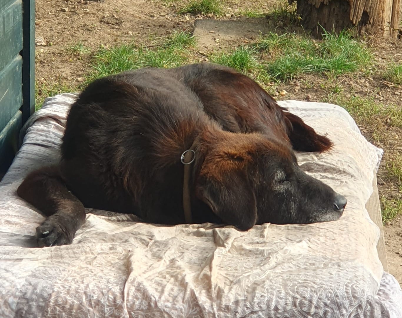 Theo Zorro Dogsavior Dez24 5