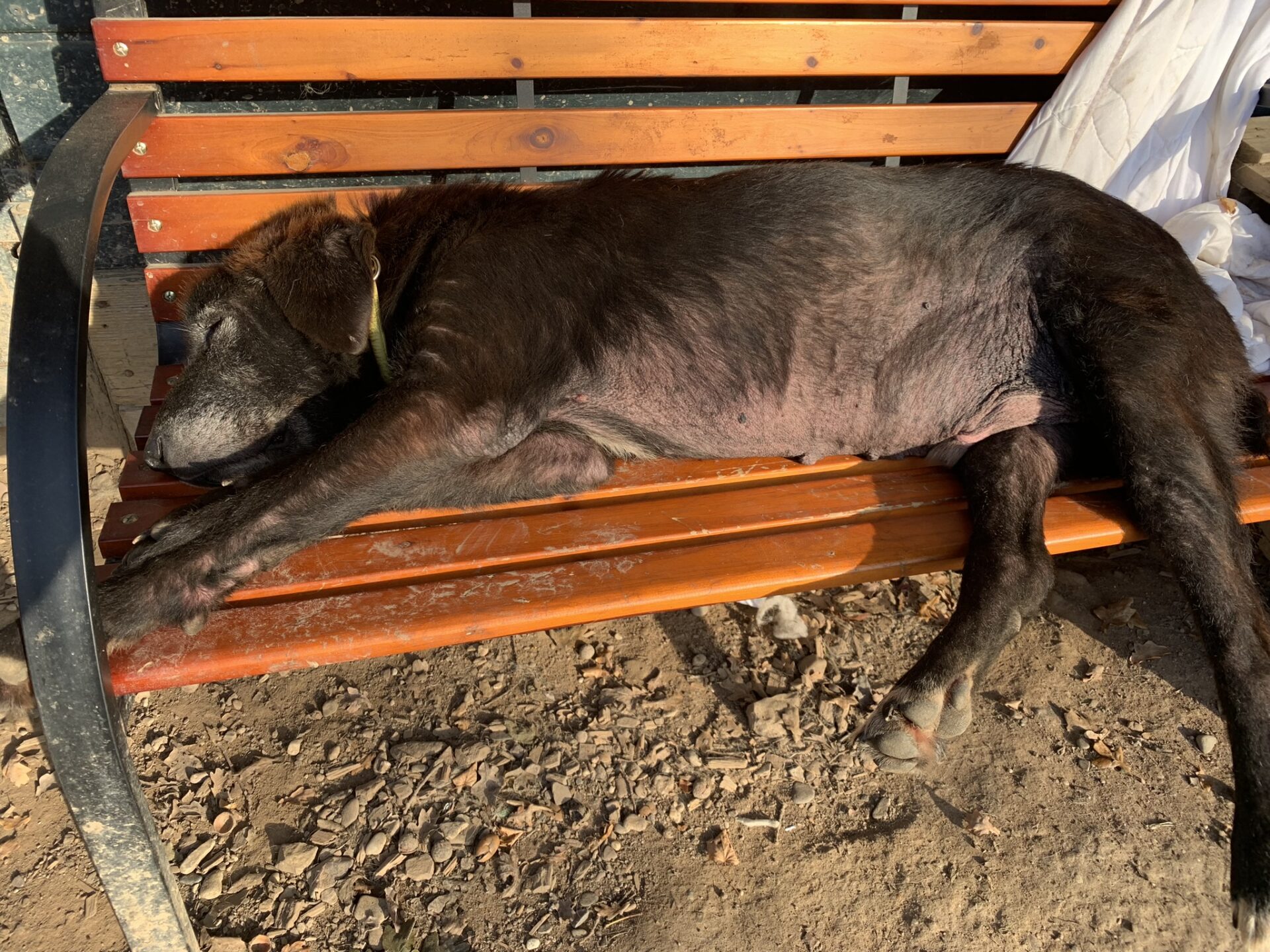 Theo Zorro Dogsavior Dez24 7