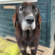 Theo Zorro Dogsavior Dez24 Beitragsbild