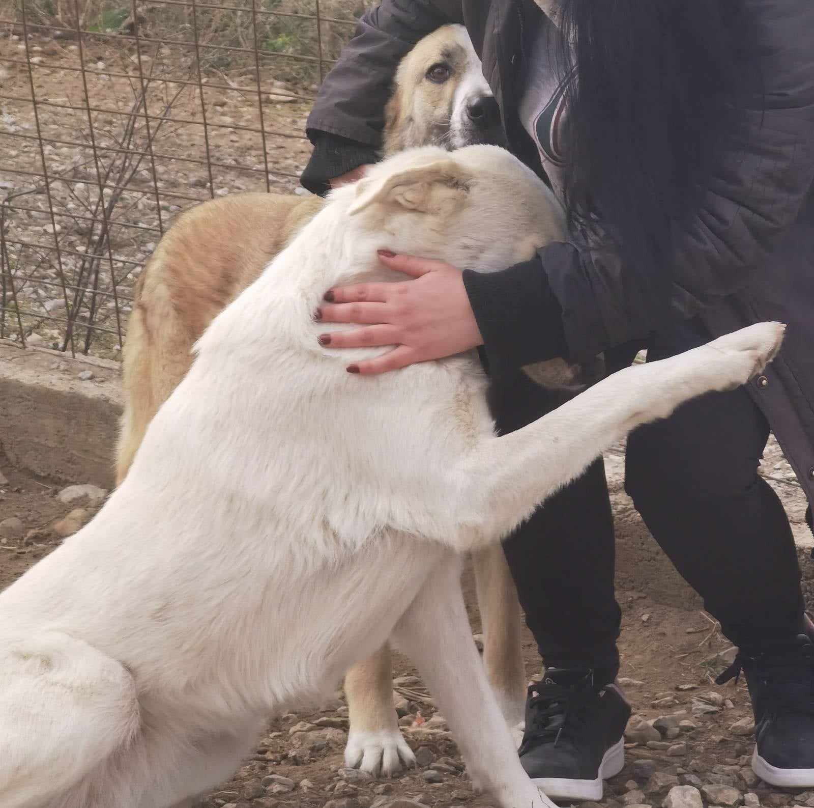 Arielle Zorro Dogsavior Dez24 2