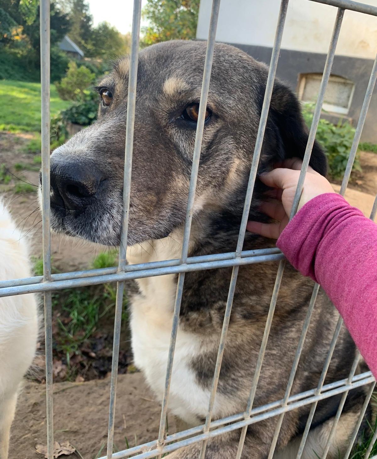 Gigas Zorro Dogsavior Feb2025 2