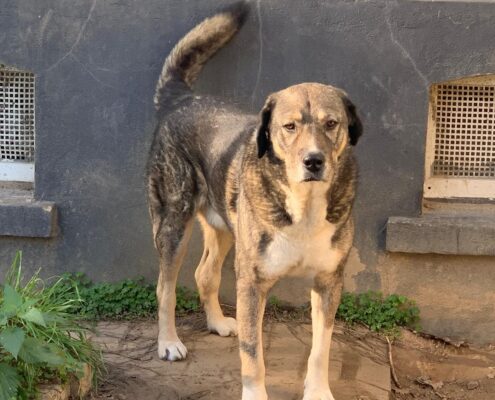 Gigas Zorro Dogsavior Feb2025 Beitragsbild
