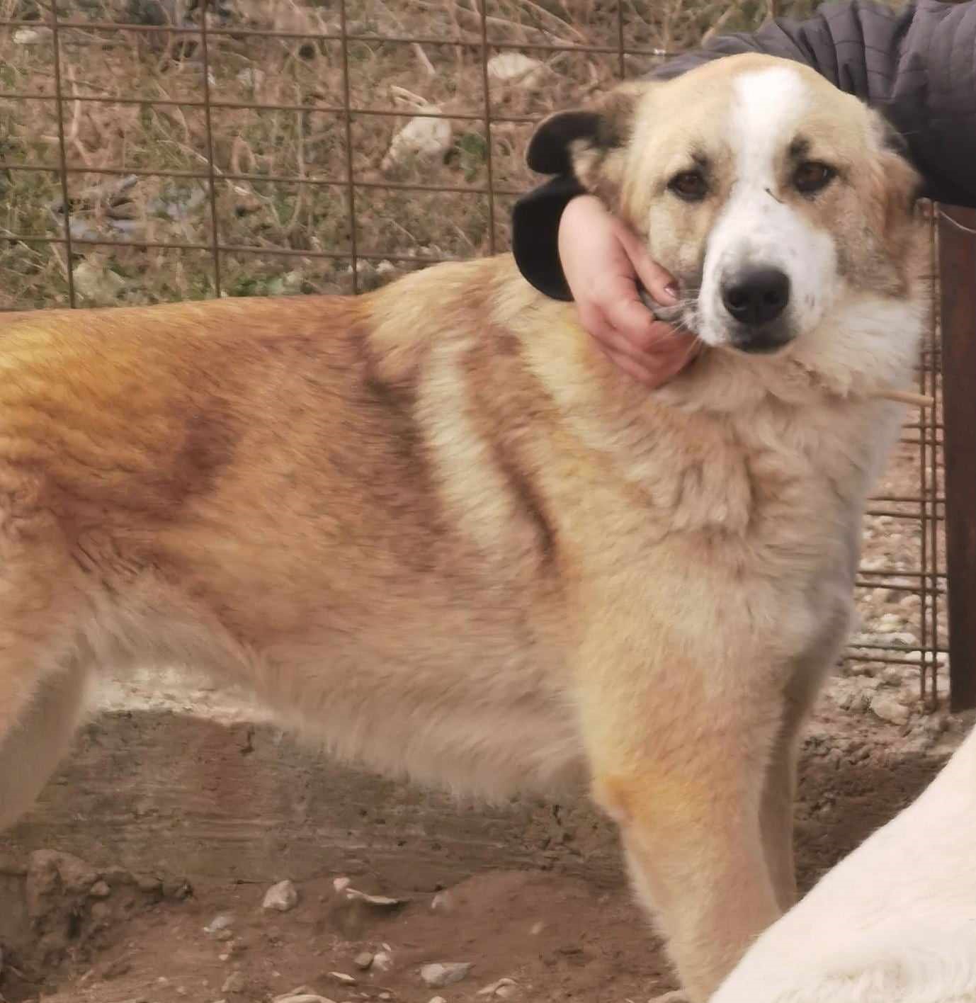 Rosalie Zorro Dogsavior Dez24 1