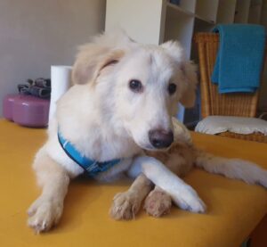 Foto von Hunde Creamy