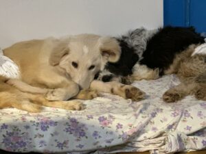 Foto von Hunde Creamy