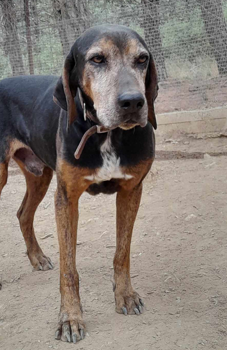 Elo Zorro Dogsavior Dez24 1