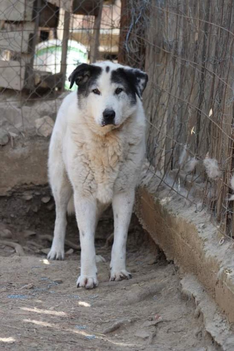 Ein großer weißer Hund mit schwarzen Ohren steht vor einem Zaun