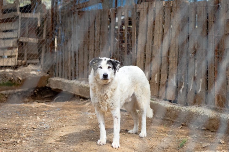 Ein großer weißer Hund mit schwarzen Ohren steht vor einem Zaun