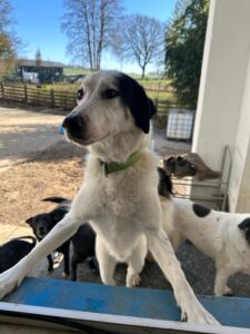 Elvis schaut neugierig ins Fenster