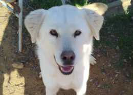 Marlon Zorro Dogsavior Jan25 Beitragsbild