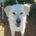 Marlon Zorro Dogsavior Jan25 Beitragsbild