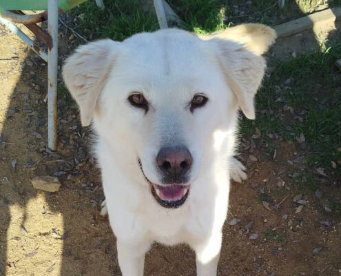Marlon Zorro Dogsavior Jan25 Beitragsbild