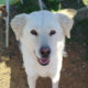 Marlon Zorro Dogsavior Jan25 Beitragsbild
