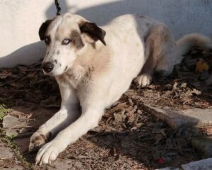 Pedaros Zorro Dogsavior Dez24 1