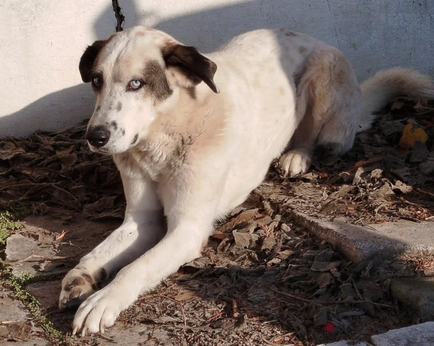 Pedaros Zorro Dogsavior Dez24 1