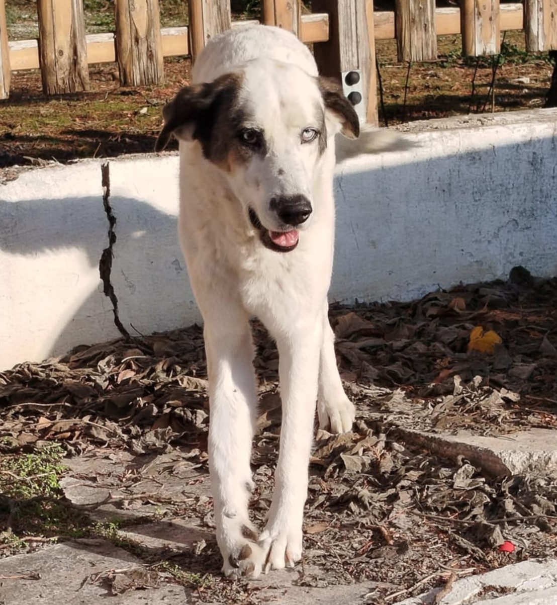 Pedaros Zorro Dogsavior Dez24 2
