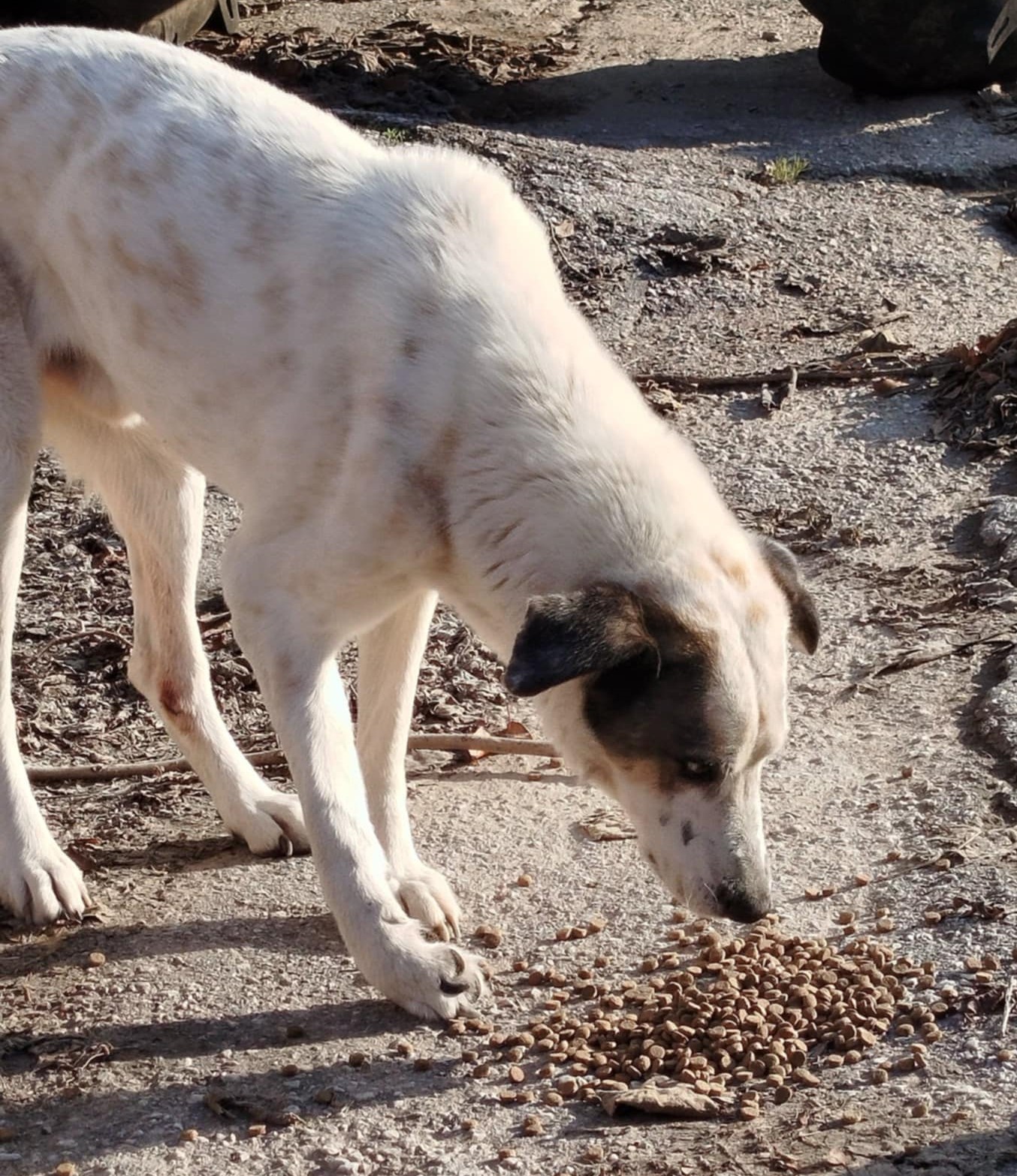 Pedaros Zorro Dogsavior Dez24 3