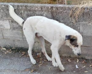 Pedaros Zorro Dogsavior Dez24 4