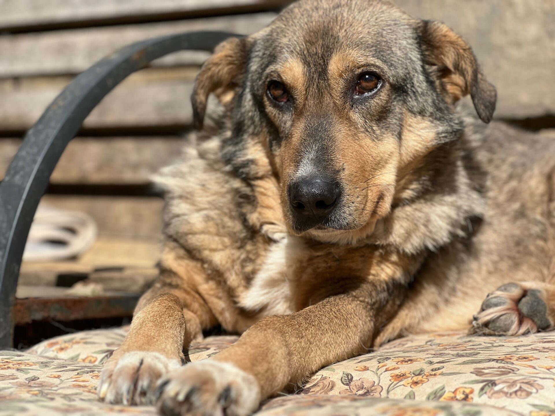 Jack genießt die Sonne