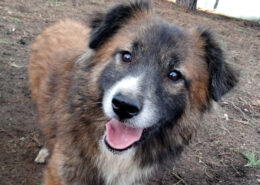 Foxy Zorro Dogsavior Jan25 Beitragsbild