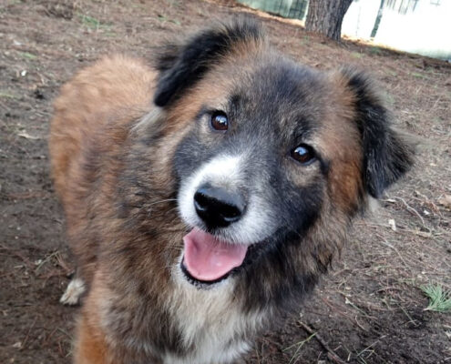 Foxy Zorro Dogsavior Jan25 Beitragsbild