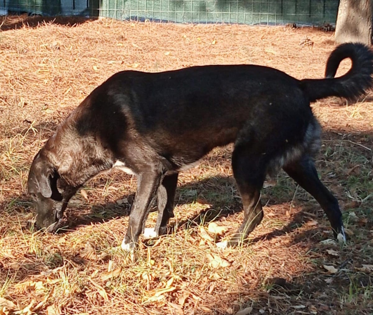 Hektor Zorro Dogsavior Nov24 1