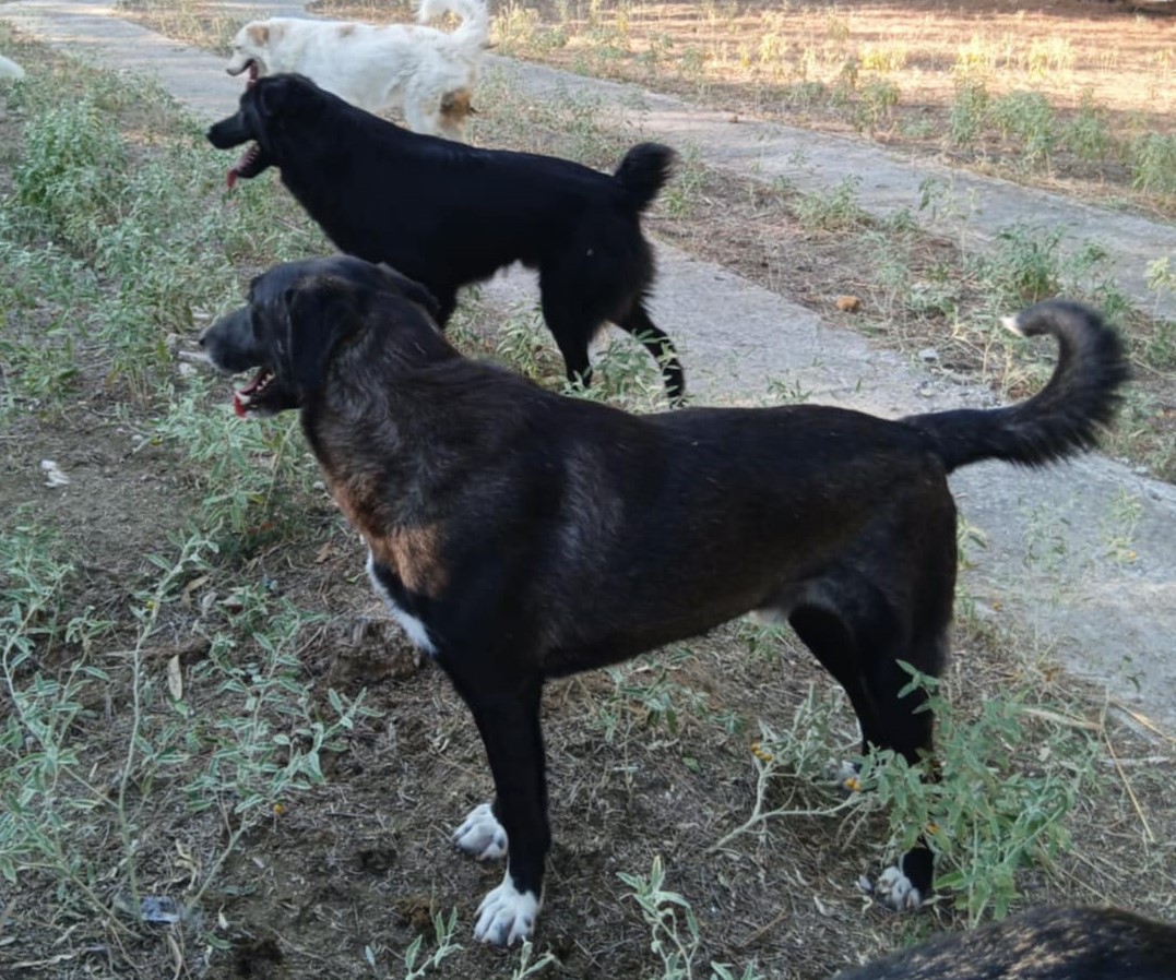 Hektor Zorro Dogsavior Nov24 3