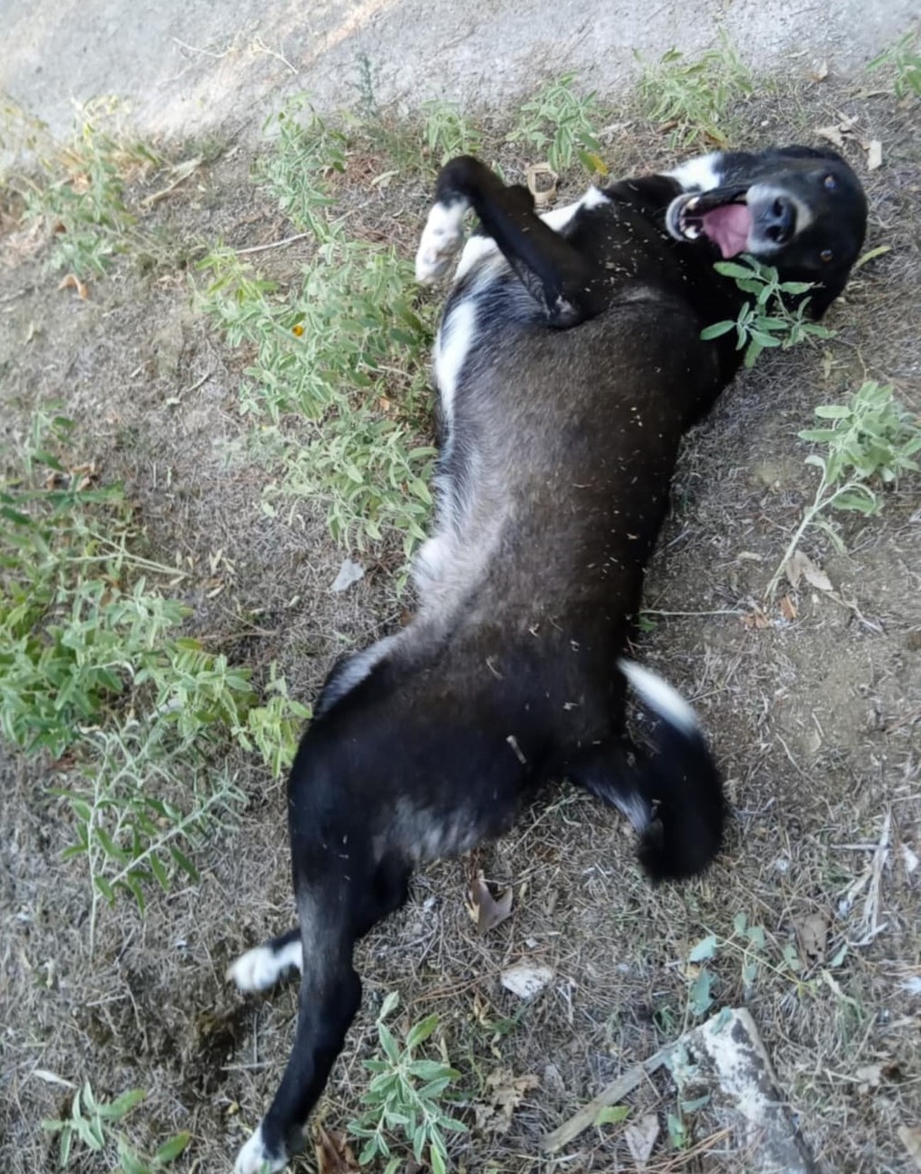 Hektor Zorro Dogsavior Nov24 4