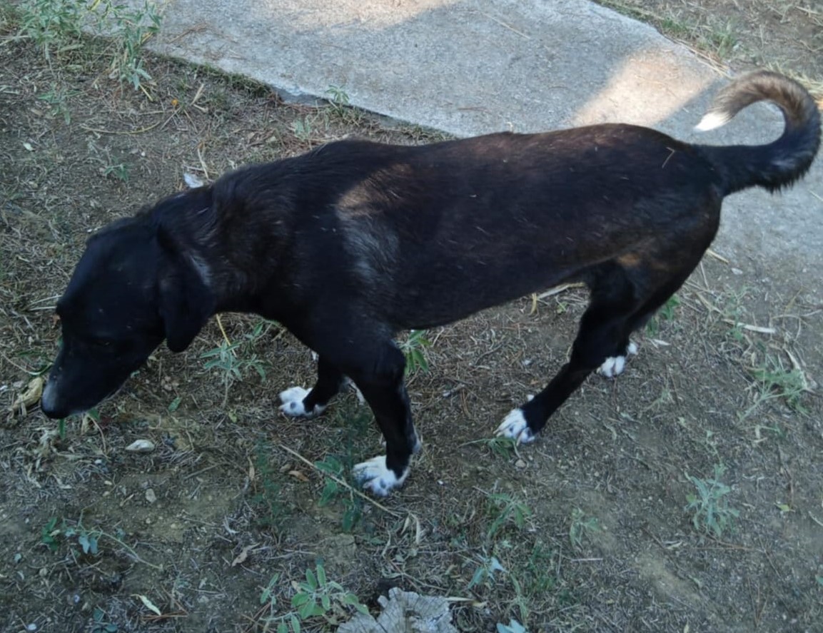 Hektor Zorro Dogsavior Nov24 5