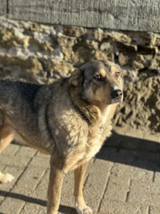 Foto eines Zorro Hundes