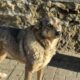 Foto eines Zorro Hundes