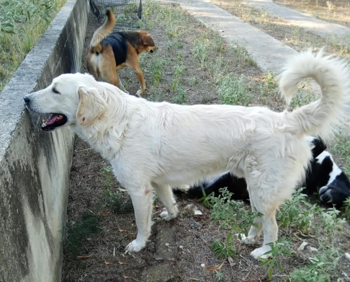 Iro Zorro Dogsavior Nov24 2