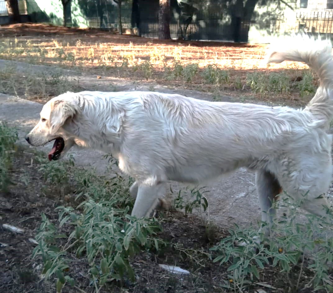 Iro Zorro Dogsavior Nov24 3