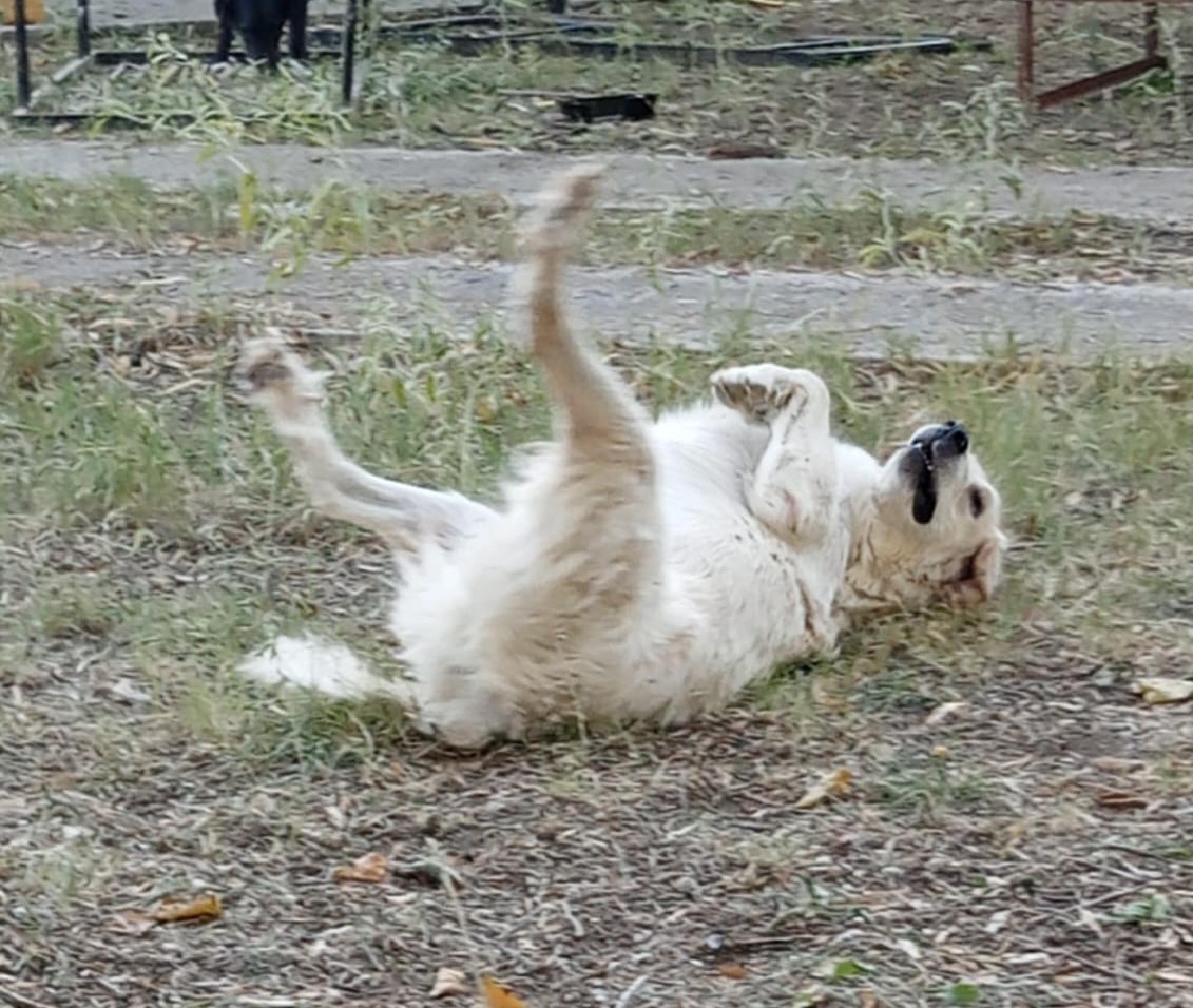 Iro Zorro Dogsavior Nov24 4