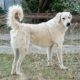 Iro Zorro Dogsavior Nov24 Beitragsbild