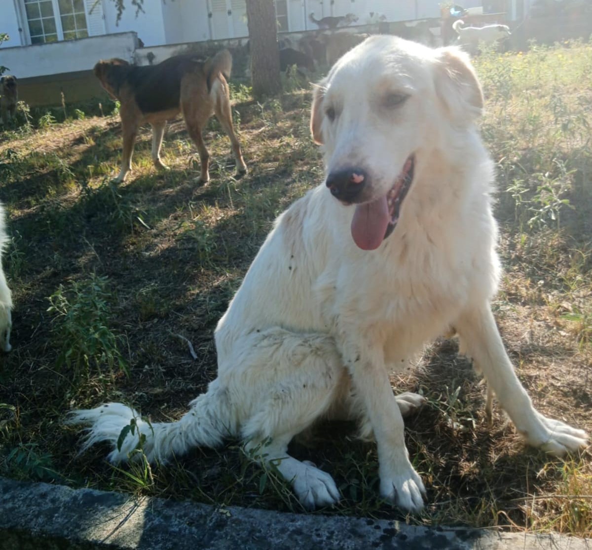 Pippa Zorro Dogsavior Nov24 1