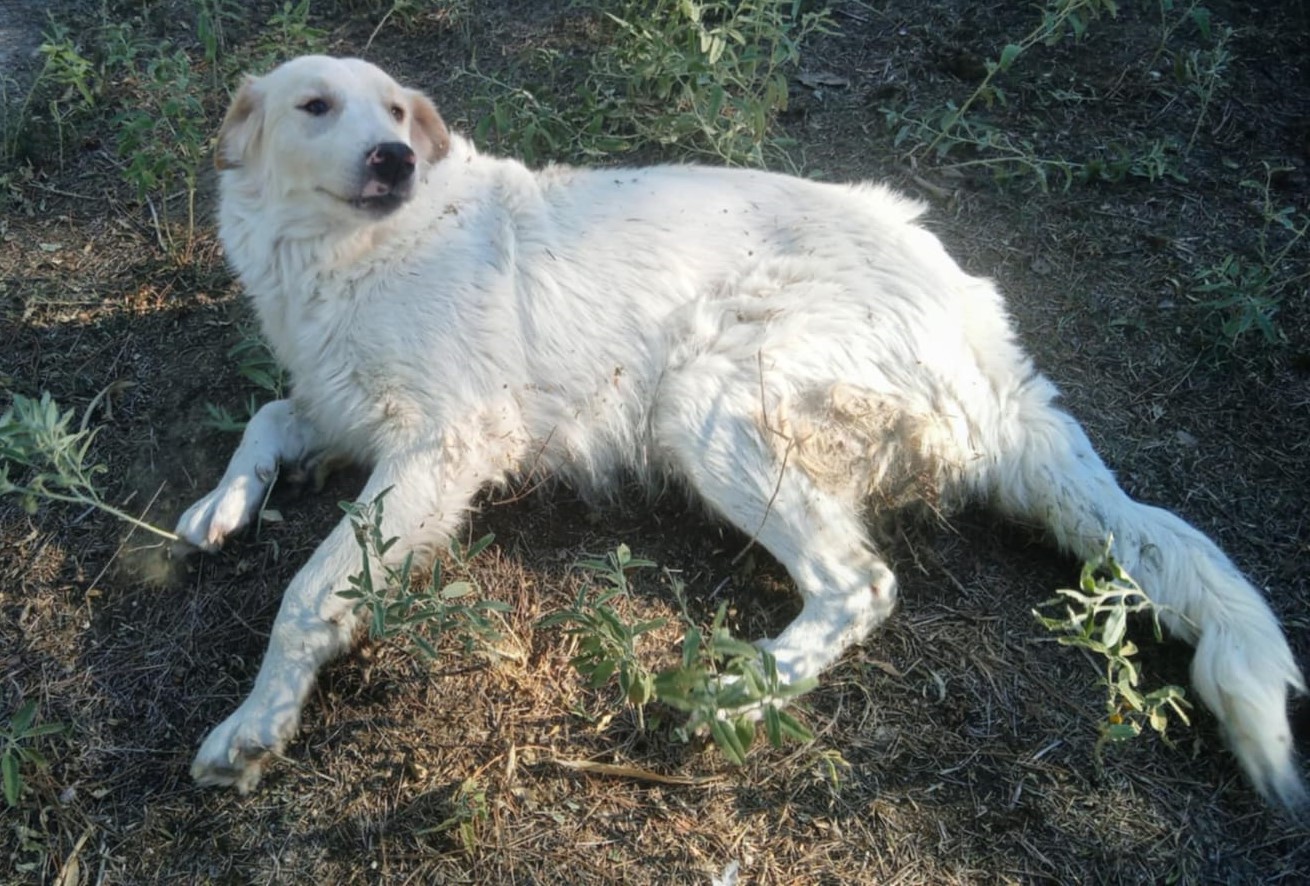Pippa Zorro Dogsavior Nov24 3