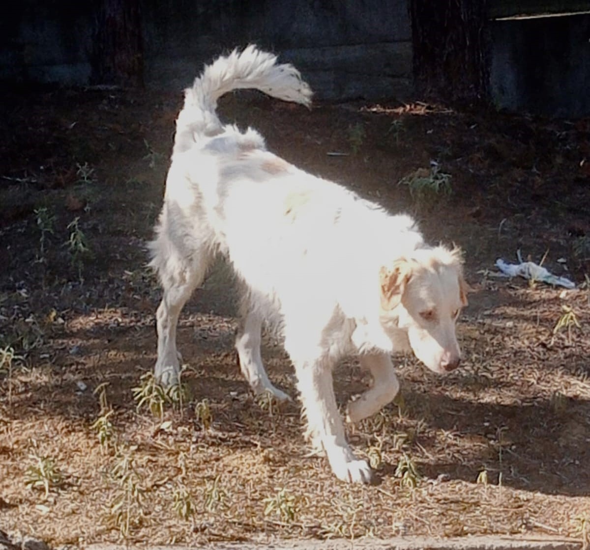 Pippa Zorro Dogsavior Nov24 4