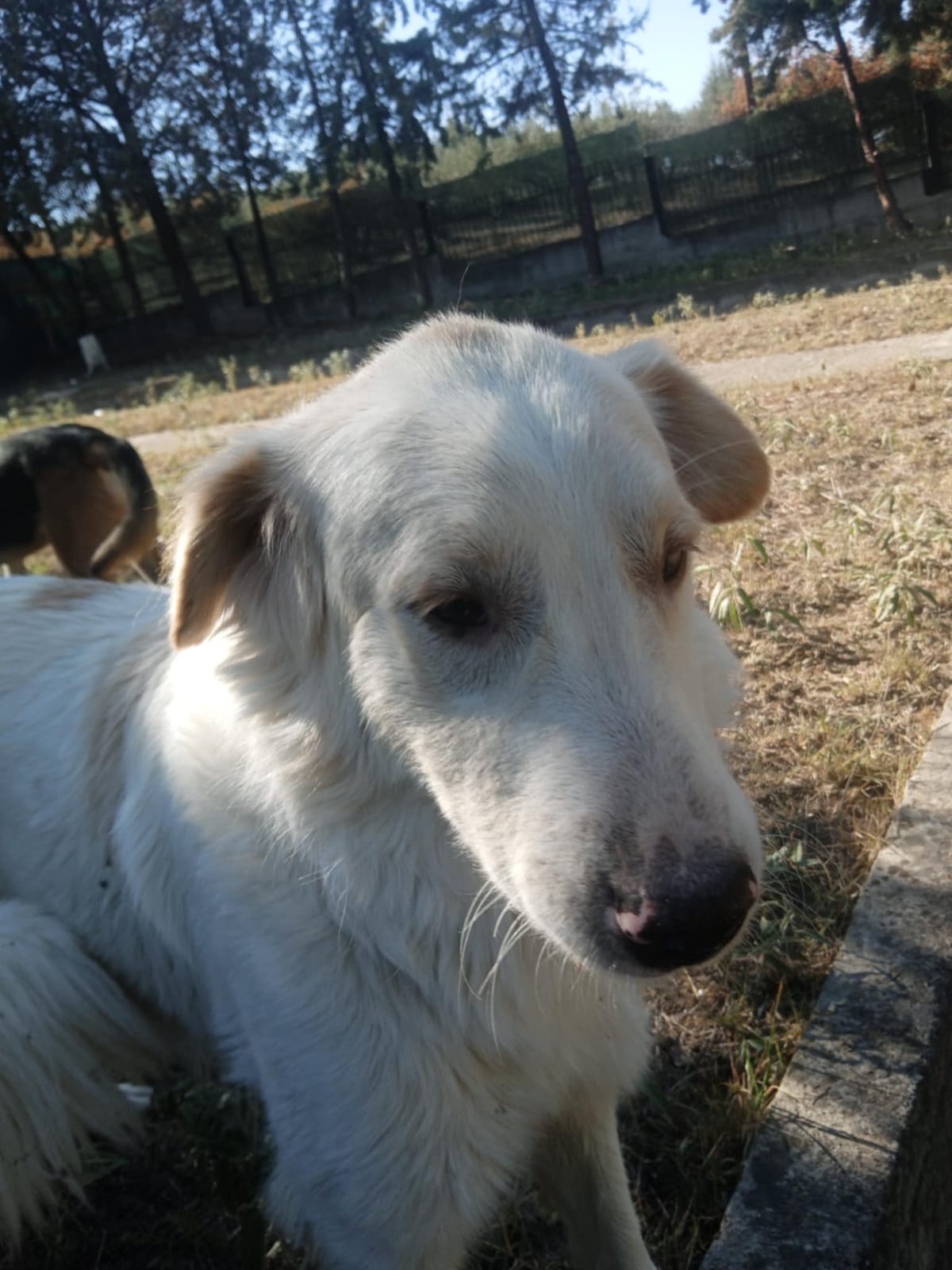 Pippa Zorro Dogsavior Nov24 6