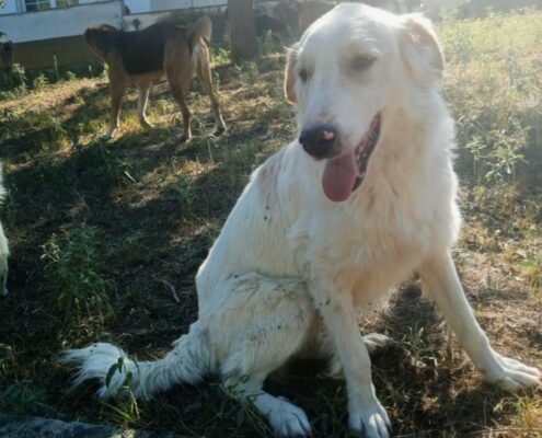 Pippa Zorro Dogsavior Nov24 Beitragsbild